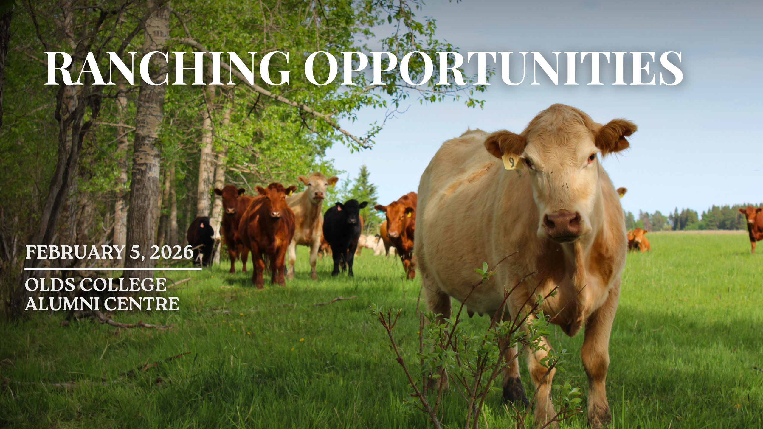 Ranching Opportunities Conference event cows grazing in a green field close up of a tan cow with ear tag Central Alberta Forage and Livestock Association Red Bow Agricultural Partnership February 5 2026 Olds College