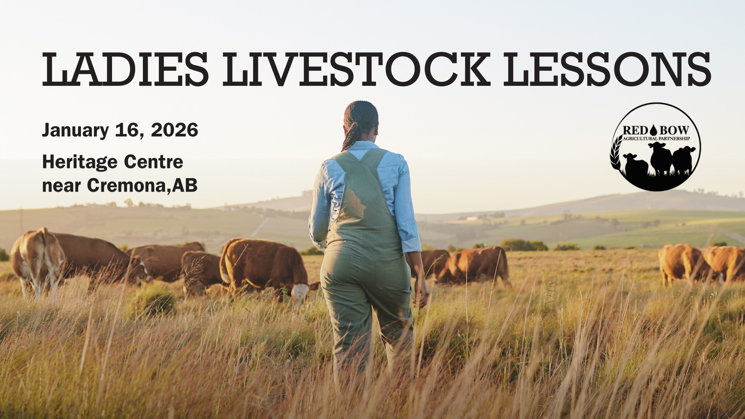 Ladies Livestock Lessons Event January 16, 2026 at the Heritage Centre near Cremona Alberta Central Alberta Forage and Livestock Association Red Bow Agricultural Partnership woman walking through long grass in a field towards brown cows and heifers