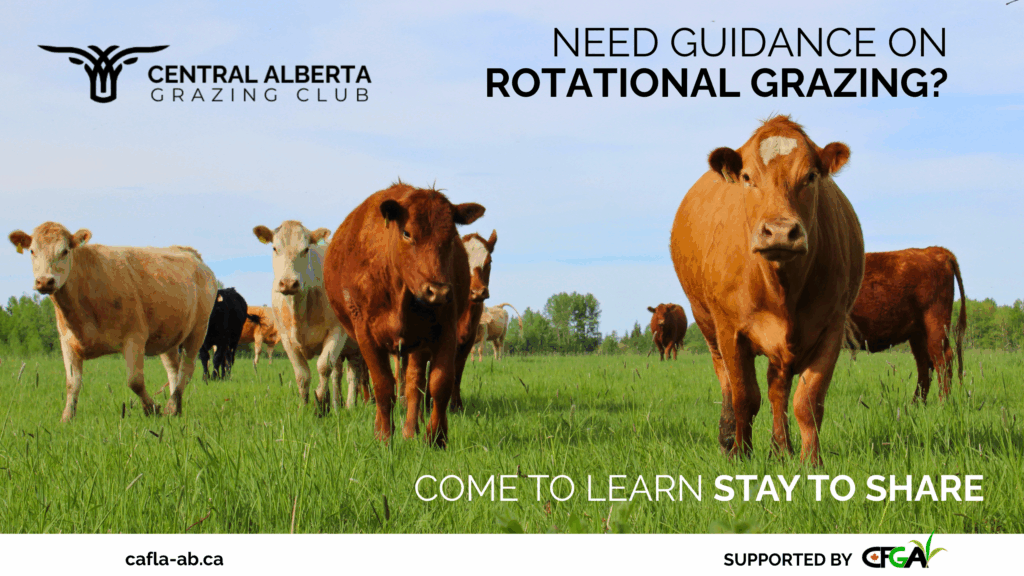 Central Alberta Grazing Club cows in pasture of green grass blue sky rotational grazing cafla-ab.ca supported by cfga come to learn stay to share